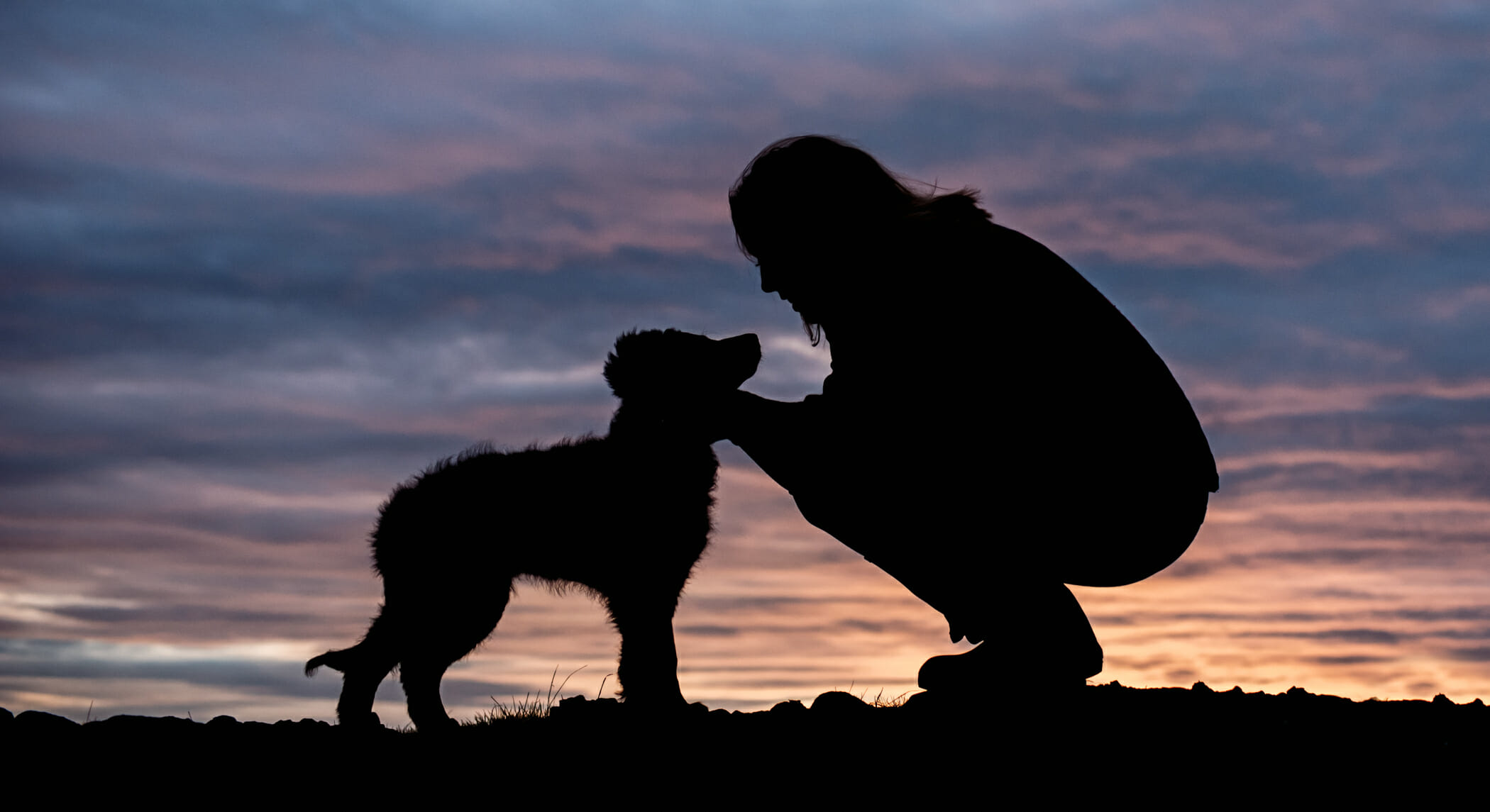 What Are The Common Traits Of Any Talented Dog Photographer?