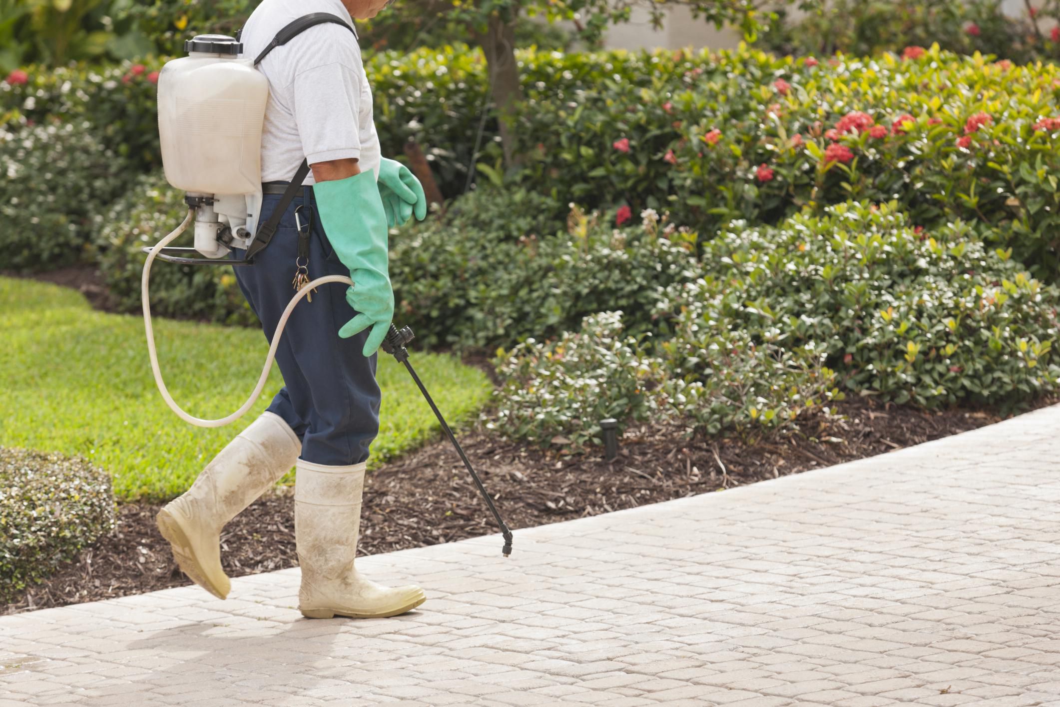 Why Consider The Services Of Pest Control On Your Property?