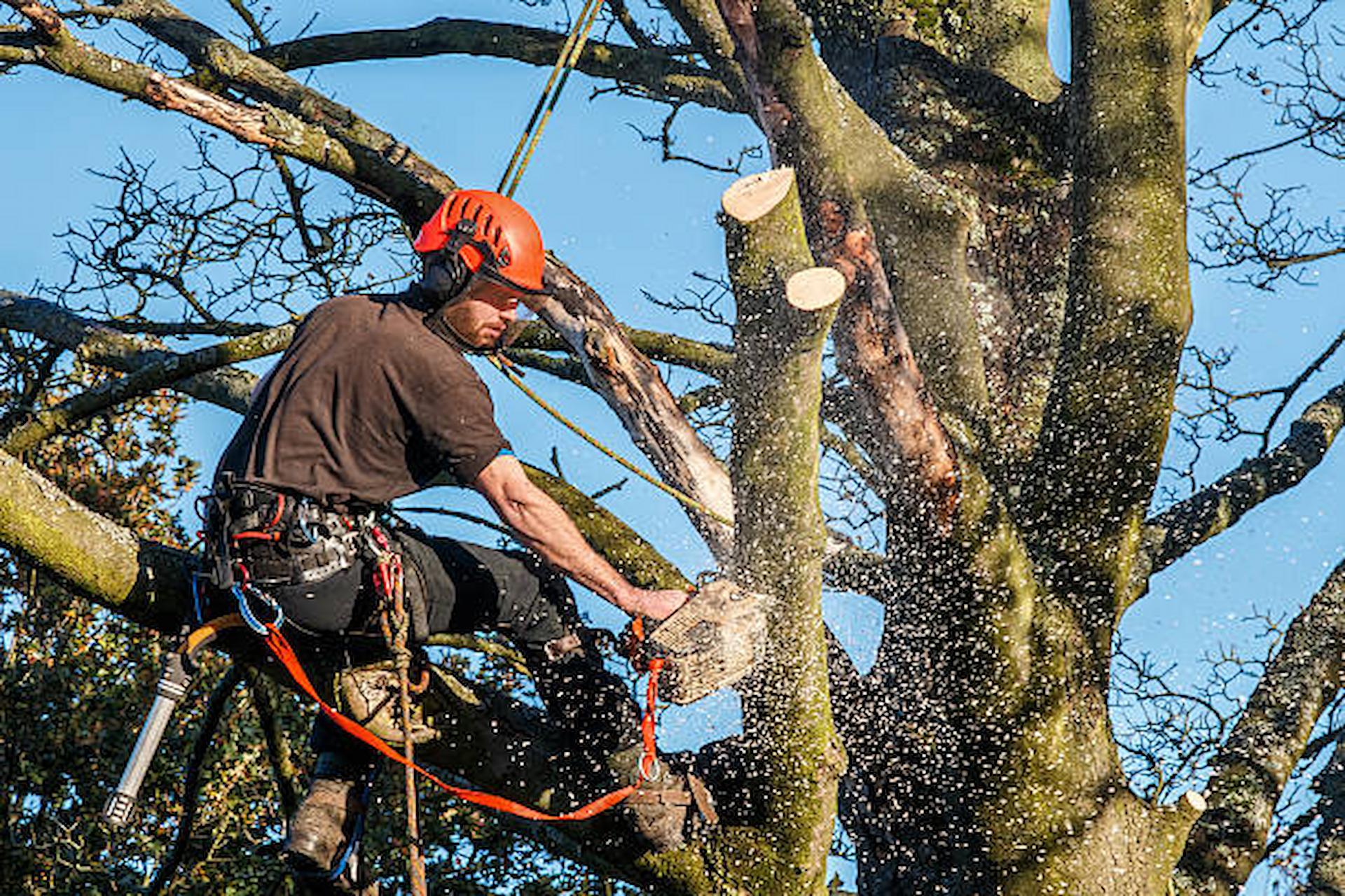 Tree Surgeon – What Does It Mean And Why Should You Hire One?